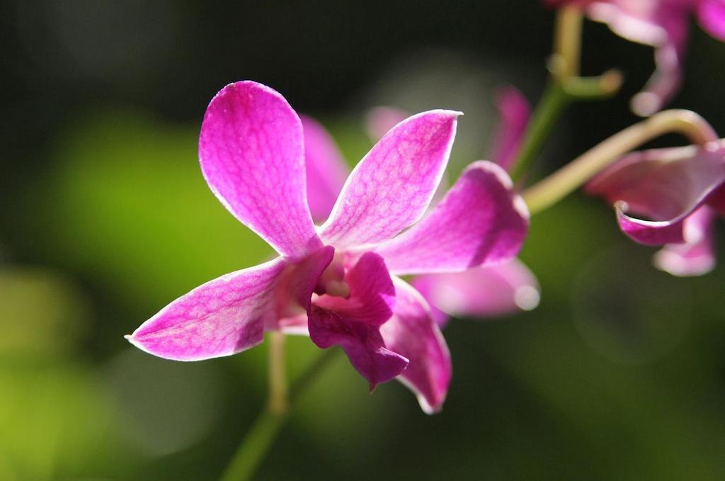 The Fiji Orchid Hotel Lautoka Buitenkant foto