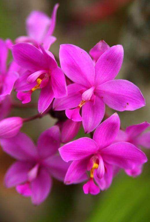 The Fiji Orchid Hotel Lautoka Buitenkant foto