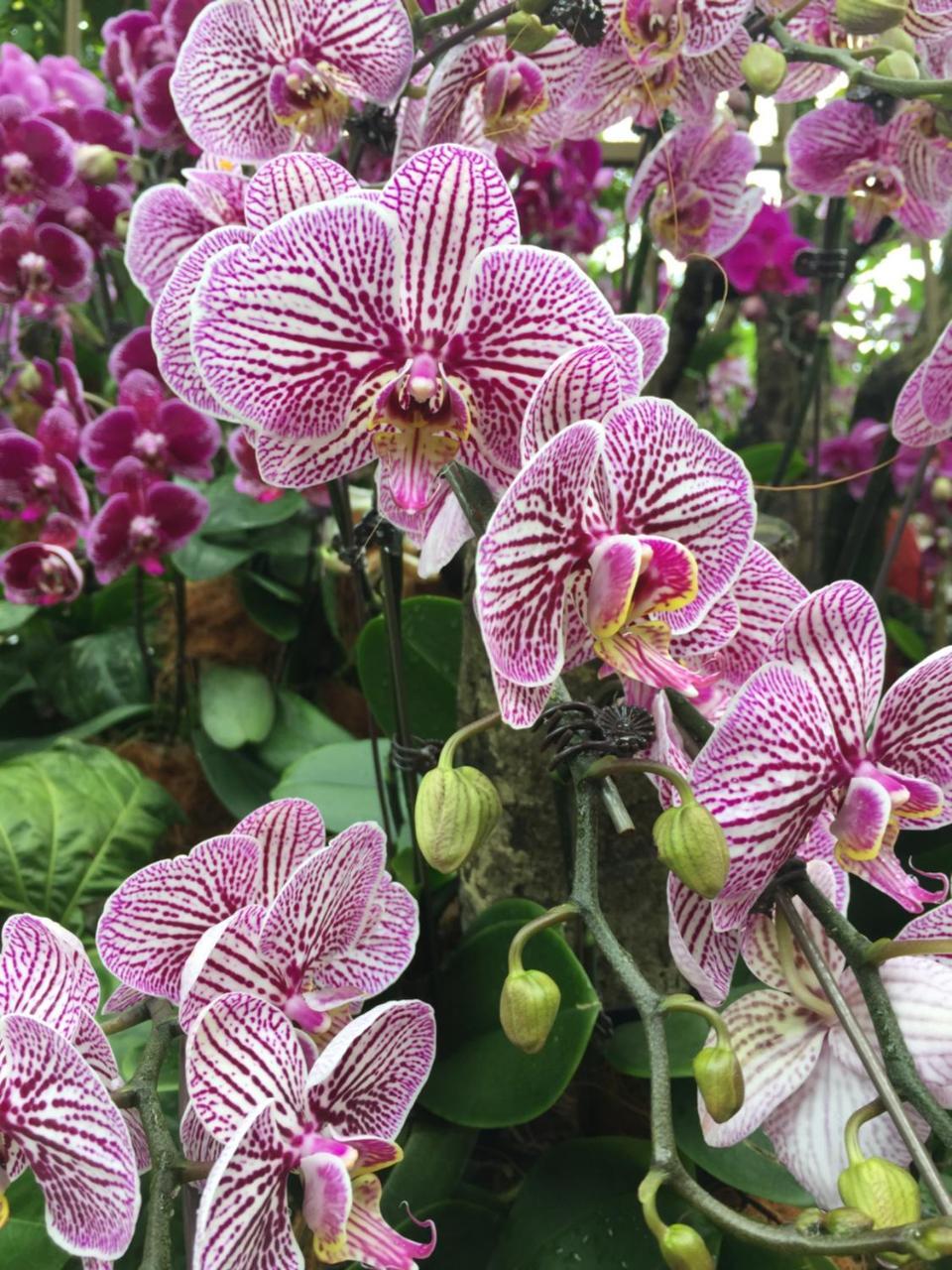 The Fiji Orchid Hotel Lautoka Buitenkant foto